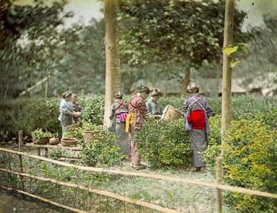 Chá de colheita, c.1880 de Japanese School