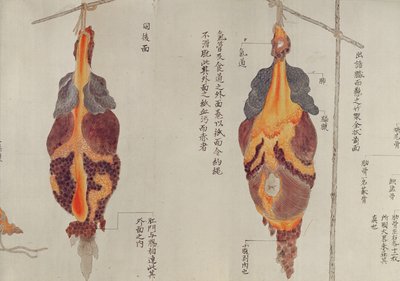 Os pulmões da dissecação de uma vítima de tortura de 1796, de um makimono de um médico de Midori, 1842 (caneta e tinta e wc no papel) de Japanese School