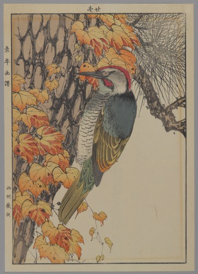 Pica-pau, 1892 (impressão de woodblock de cor) de Japanese School