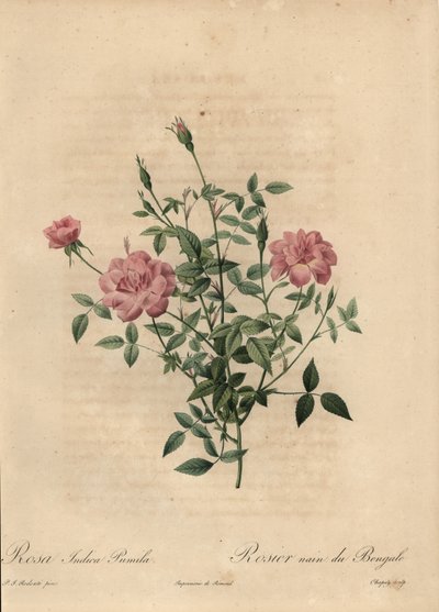 Rosa chinesa miniatura rosa, Rosa chinensis. de Jean Baptiste Chapuy