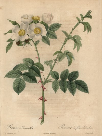 Rosa branca, Rosa leucantha. de Jean Baptiste Chapuy