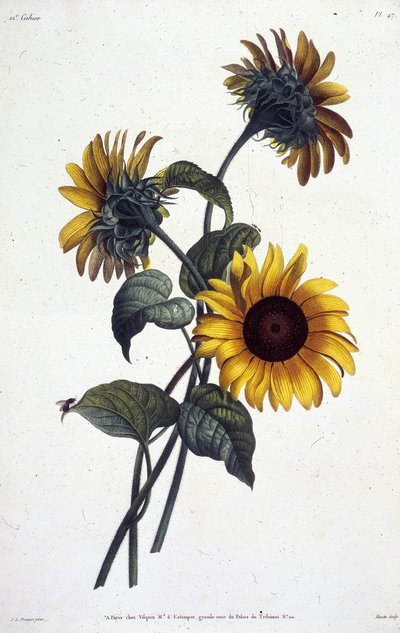 Flores ou sóis de Tournol. Prato botânico retirado de ""Coleção de flores e frutas pintadas da natureza"" de Jean Louis Prevost de Jean Louis Prevost