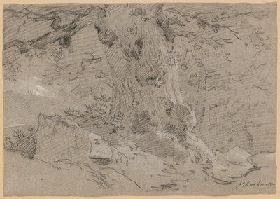 Estudo do tronco antigo da árvore de Jean Antoine Linck