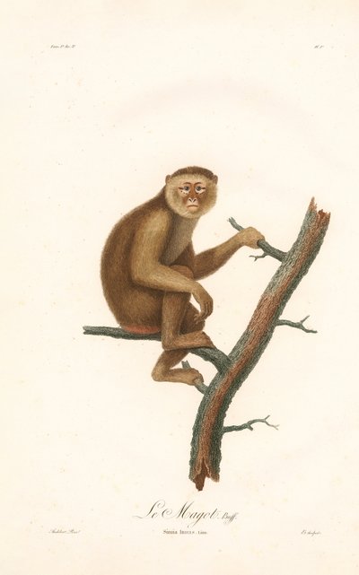 Macaque da Barbária (Simia inuus) de Jean Baptiste Audebert