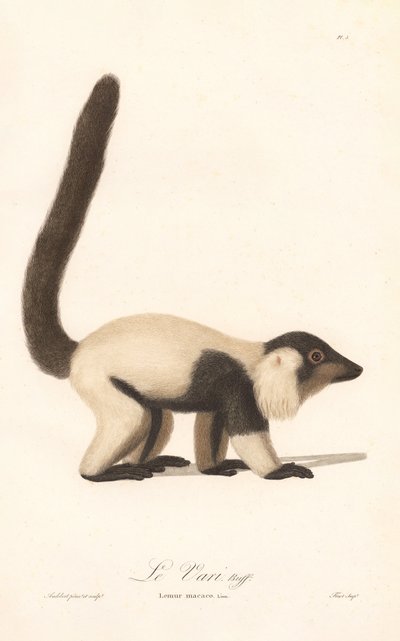 Lémure-de-bico-preto (Lemur macaco) de Jean Baptiste Audebert