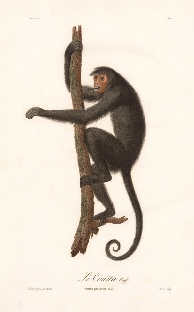 Macaco-aranha-preto (Simia paniscus) de Jean Baptiste Audebert
