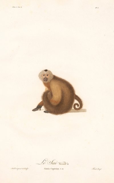 Capuchinho castanho (Simia capucina) de Jean Baptiste Audebert