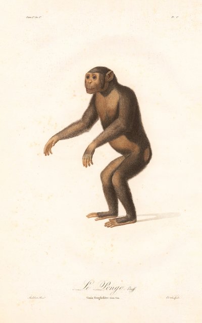 Chimpanzé (Simia troglodytes) de Jean Baptiste Audebert