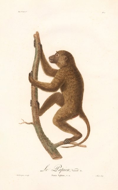 Babuíno da Guiné trepador (Simia Sphinx, Variedade a) de Jean Baptiste Audebert