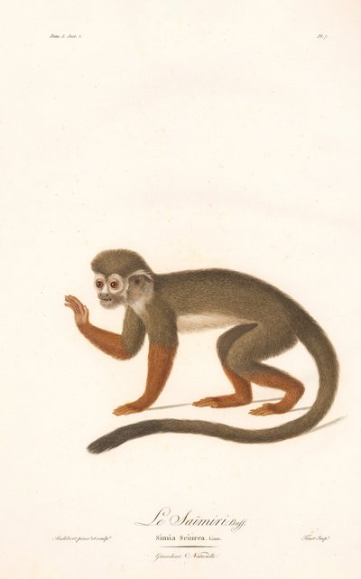 Macaco-esquilo comum (Simia sciurea) de Jean Baptiste Audebert
