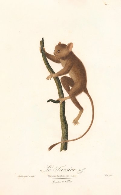 Társio de Daubenton (Tarsius daubentoni) de Jean Baptiste Audebert