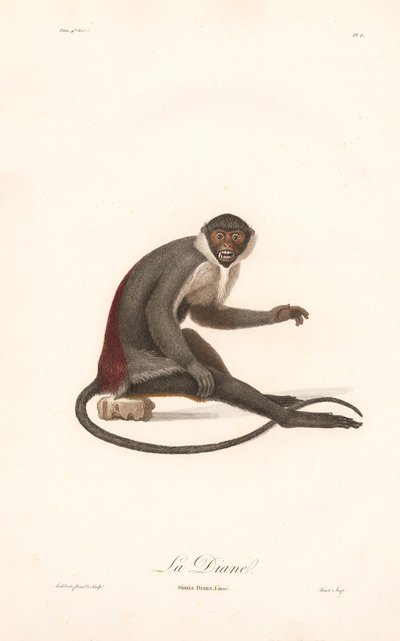 Diana Monkey de Jean Baptiste Audebert