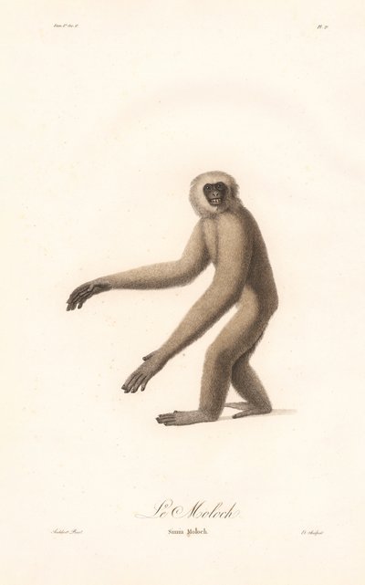 Langur cinzento (Simia moloch) de Jean Baptiste Audebert
