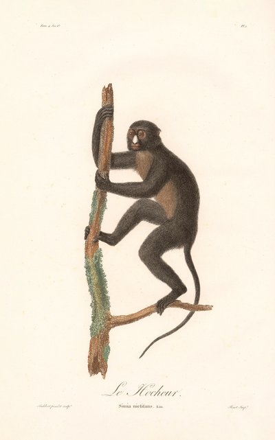 Macaco de nariz grande (Simia nictitans) de Jean Baptiste Audebert