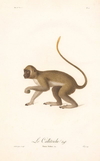 Macaco verde (Simia Sabaea) de Jean Baptiste Audebert