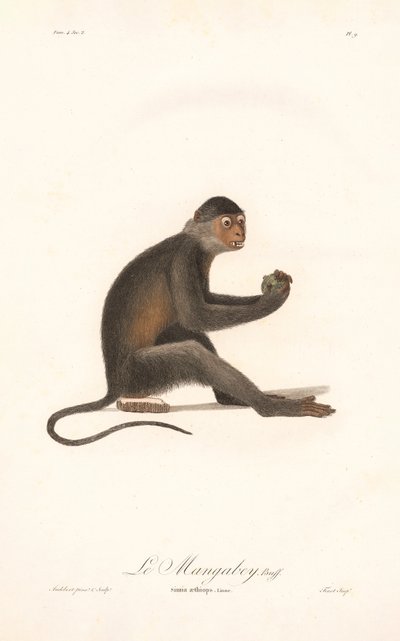 Macaco de Grivet (Simia aethiops) de Jean Baptiste Audebert