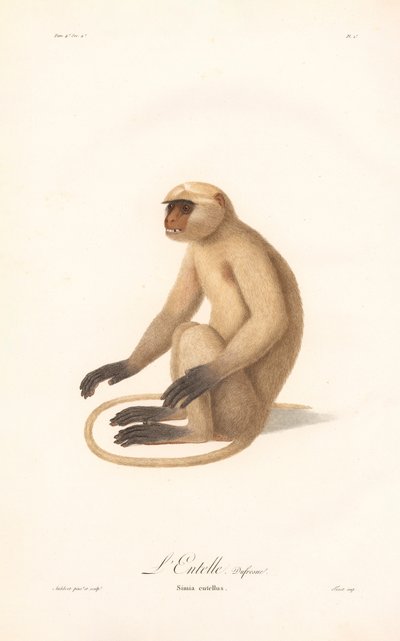 Langur de Hanuman (Simia entellus) de Jean Baptiste Audebert