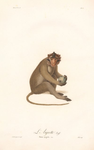 Langur de Javan (Simia aygula) de Jean Baptiste Audebert