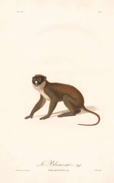 Macaco de nariz pequeno (Simia petaurista) de Jean Baptiste Audebert