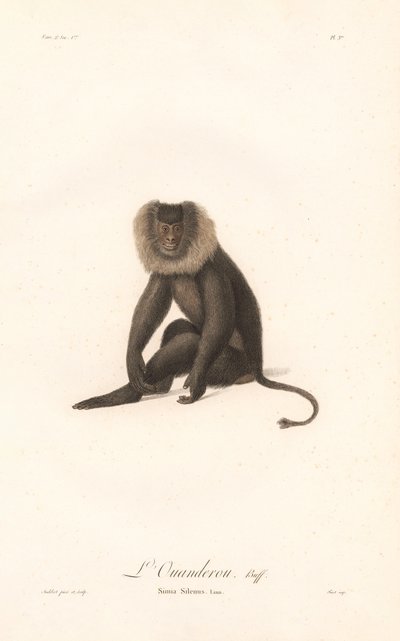 Macaque de cauda de leão (Simia Silenus) de Jean Baptiste Audebert