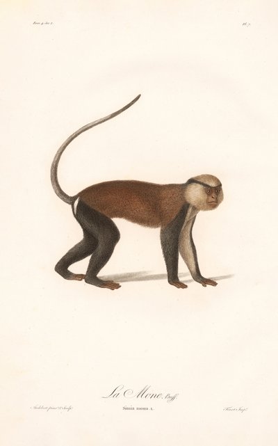 Macaco Mona (Simia mona) de Jean Baptiste Audebert