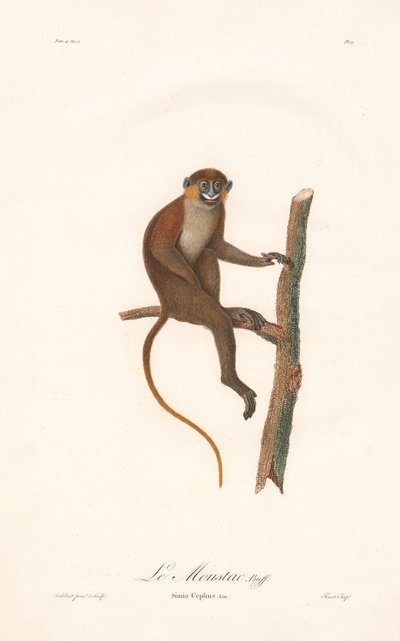 Macaco de bigode (Simia cephus) de Jean Baptiste Audebert