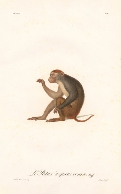 Macaco Patas (Simia Patas) de Jean Baptiste Audebert