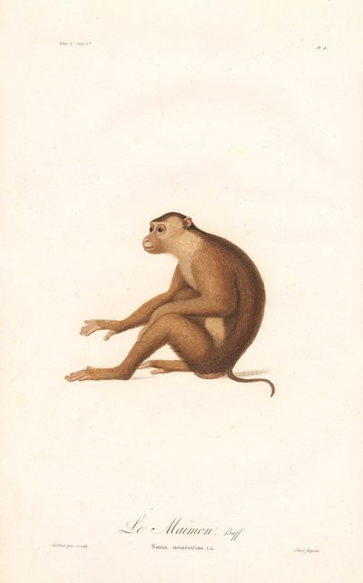 Macaque de cauda de porco (Simia nemestrina) de Jean Baptiste Audebert