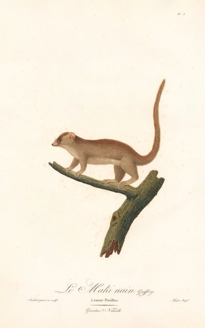 Lémure-rato-pigmeu (Lemur pusillus) de Jean Baptiste Audebert