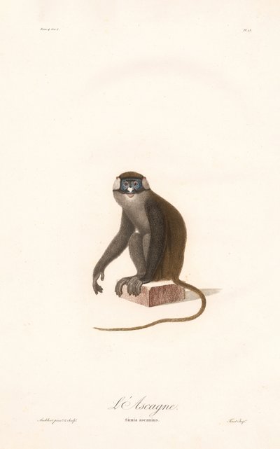 Macaco de cauda vermelha (Simia ascanius) de Jean Baptiste Audebert