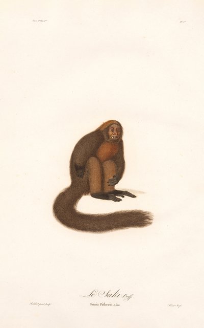 Macaco uivador vermelho (Simia pithecia) de Jean Baptiste Audebert