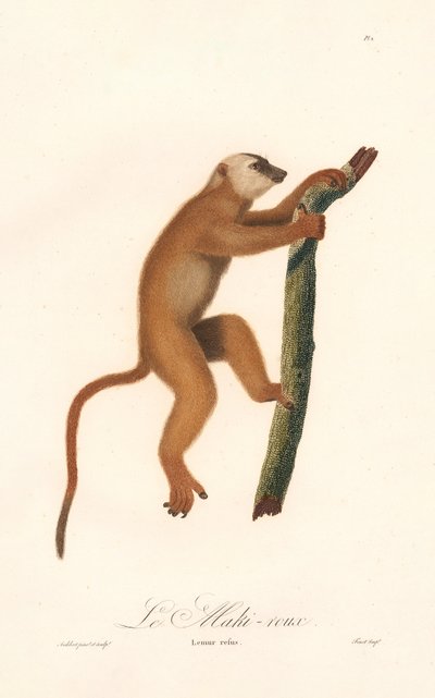 Lémure vermelho (Lemur rufus) de Jean Baptiste Audebert