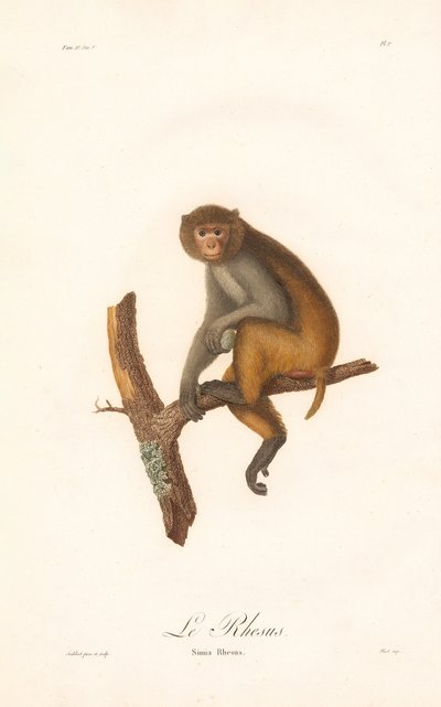 Macaque Rhesus (Simia Rhesus) de Jean Baptiste Audebert
