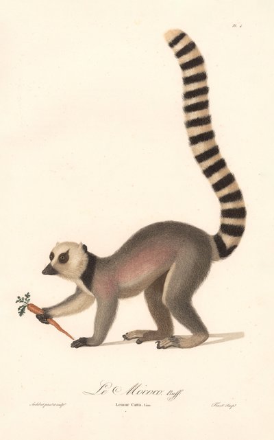 Lémure-de-cauda-anelada (Lemur catta) de Jean Baptiste Audebert