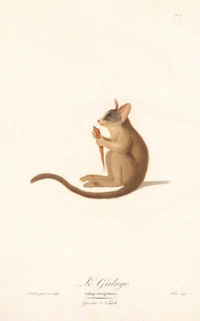 Arbusto do Senegal (Galago senegalensis) de Jean Baptiste Audebert
