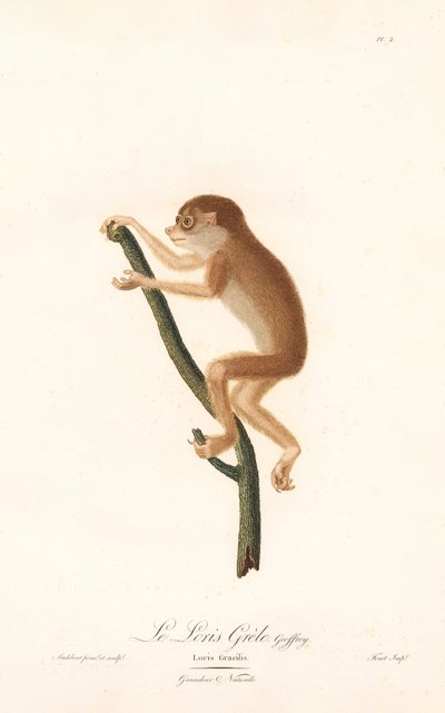 Loris esguio (Loris gracilis) de Jean Baptiste Audebert