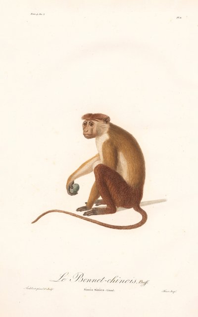 Toque Macaque (Simia sinica) de Jean Baptiste Audebert