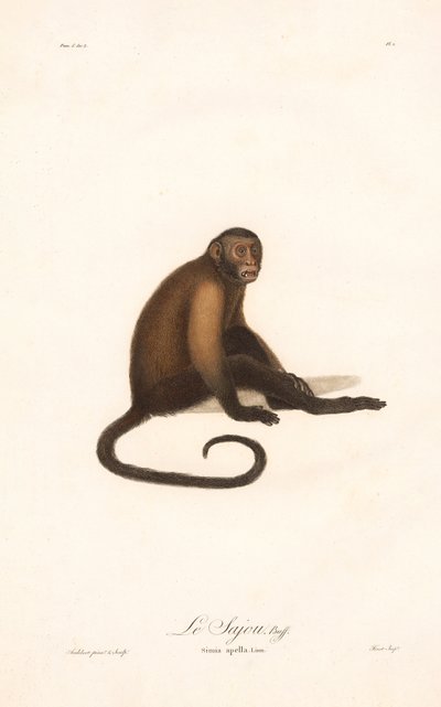 Macaco-prego (Simia apella) de Jean Baptiste Audebert