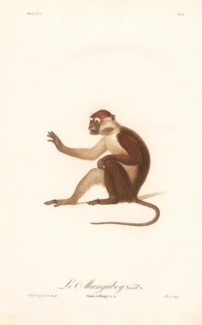 Variante do Macaco de Grivet (Simia aethiops v.a.) de Jean Baptiste Audebert