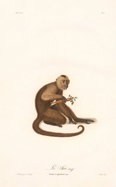 Capuchinho de cara branca (Simia capucina) de Jean Baptiste Audebert