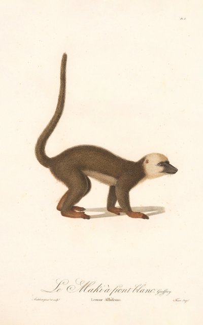 Lémure-de-testa-branca (Lemur albifrons) de Jean Baptiste Audebert