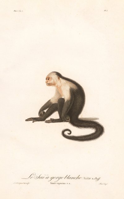 Capuchinho de garganta branca (Simia capucina) de Jean Baptiste Audebert