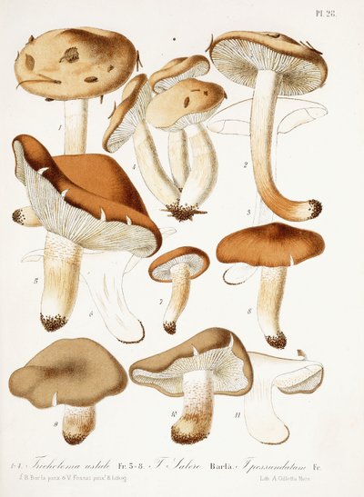 Fungos, c.1860-66 de Jean Baptiste Barla