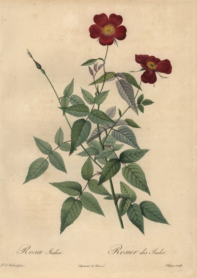 Crimson China rosa, Rosa chinensis. de Jean Baptiste Chapuy