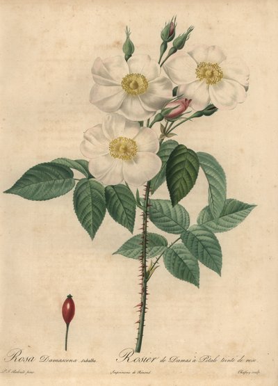 Rosa Damask branca, Rosa x damascena. de Jean Baptiste Chapuy