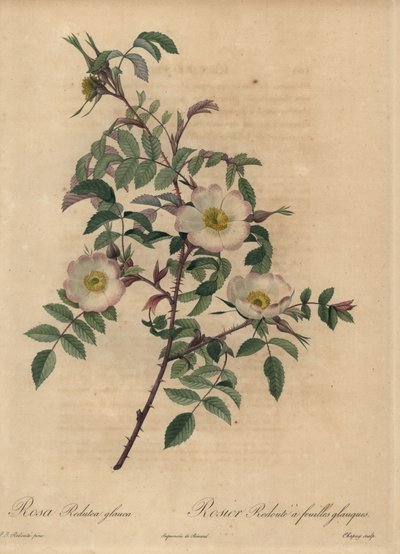 Rosa branca e rosa, Rosa reduttea glauca. de Jean Baptiste Chapuy