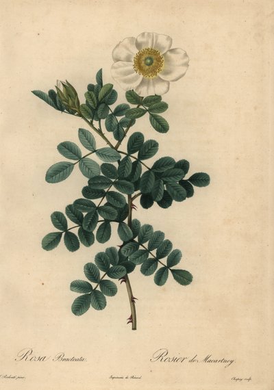 Rosa bracteata branca, Rosa bracteata, de Jean Baptiste Chapuy