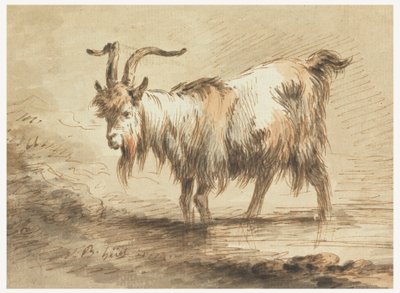 Estudo de uma cabra de Jean Baptiste Huet