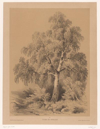 Estudo de um Berk Estudo de Bétula (título no objeto) Carteira de Jean Baptiste Louis Hubert (título da série) Carteira de um artista (título da série) de Jean Baptiste Louis Hubert