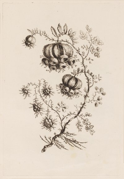 Ramo de Flor, de "Fleurs Persanes" de Jean Baptiste Pillement